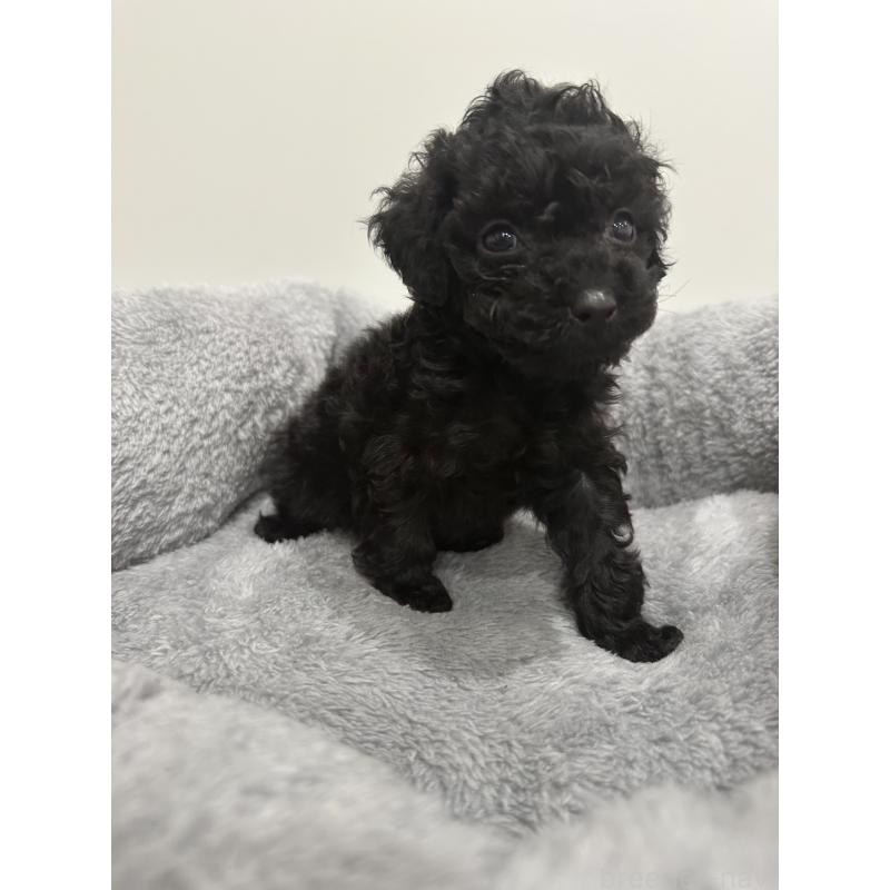 販売中の兵庫県のタイニープードル-435058の9枚目