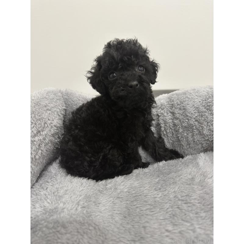 販売中の兵庫県のタイニープードル-435058の8枚目