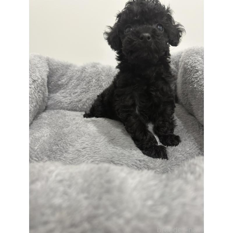 販売中の兵庫県のタイニープードル-435058の7枚目