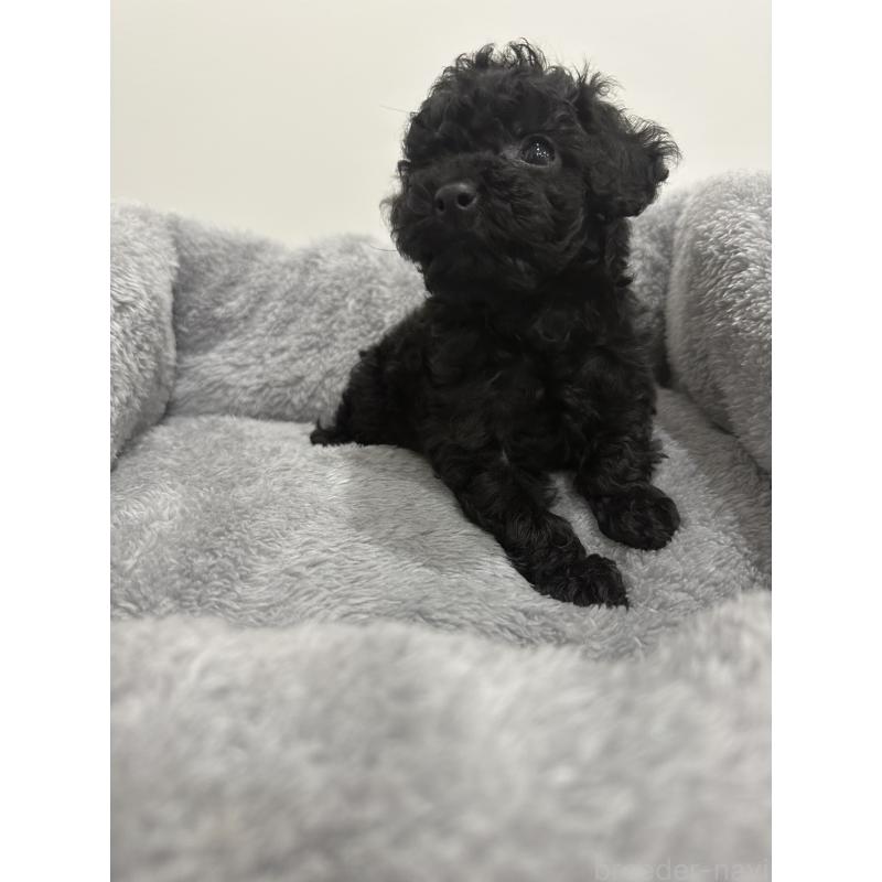 販売中の兵庫県のタイニープードル-435058の6枚目