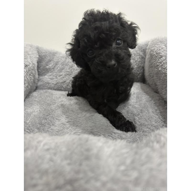 販売中の兵庫県のタイニープードル-435058の5枚目