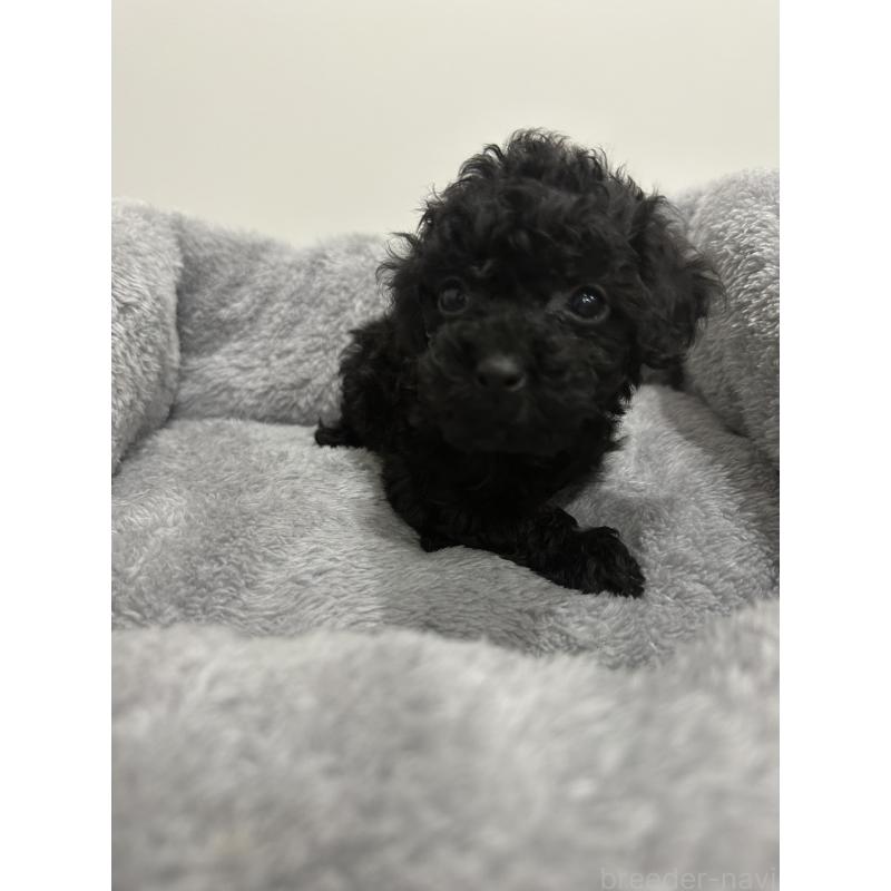 販売中の兵庫県のタイニープードル-435058の4枚目