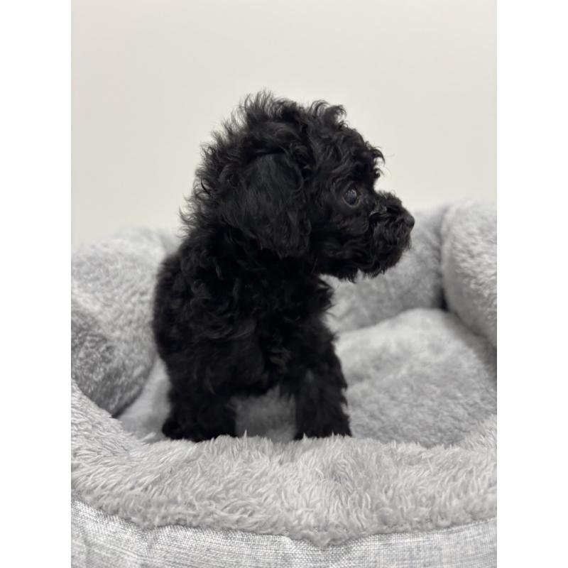 販売中の兵庫県のタイニープードル-435058の3枚目