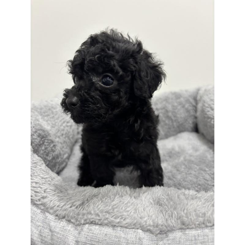 販売中の兵庫県のタイニープードル-435058の2枚目