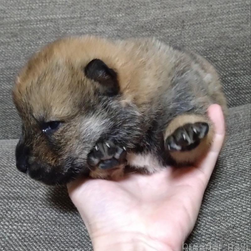 販売中の京都府の四国犬-435056の4枚目