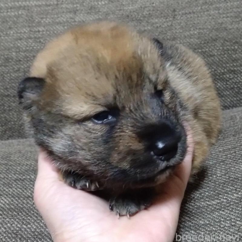 販売中の京都府の四国犬-435056の2枚目