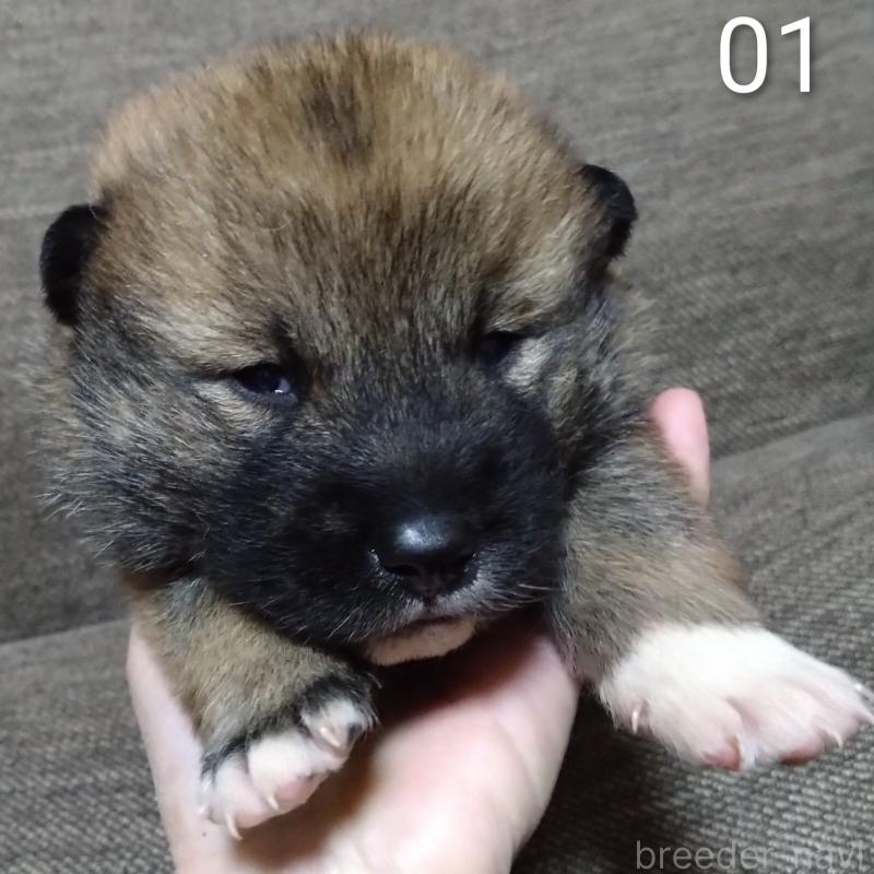 販売中の京都府の四国犬-435057