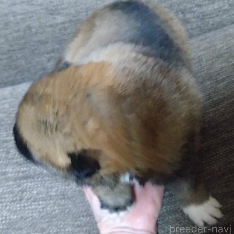 販売中の京都府の四国犬-435057の4枚目