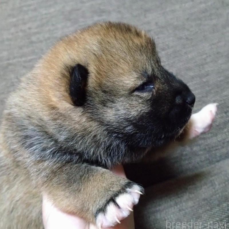 販売中の京都府の四国犬-435057の3枚目