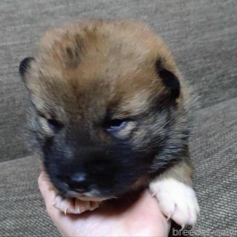 販売中の京都府の四国犬-435057の2枚目