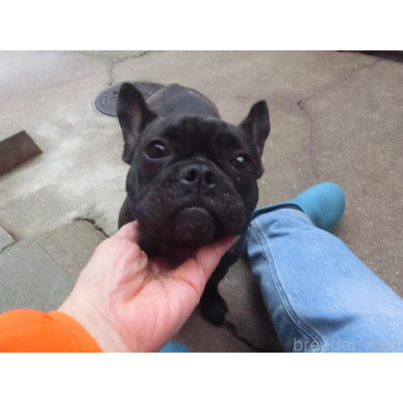 販売中の兵庫県のフレンチブルドッグ-380877の2枚目