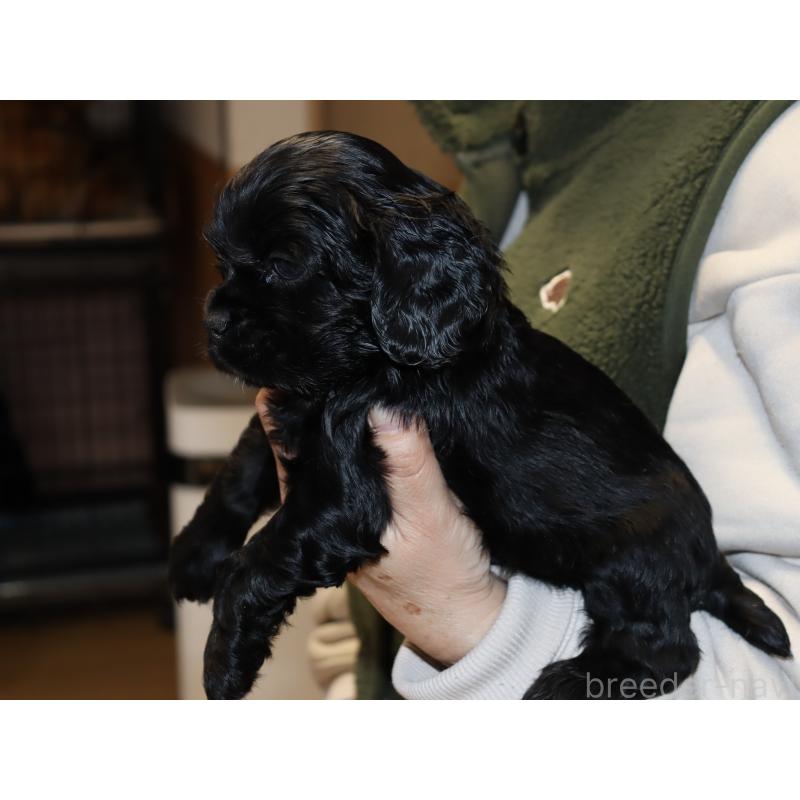 販売中の埼玉県のアメリカンコッカースパニエル-435059の5枚目