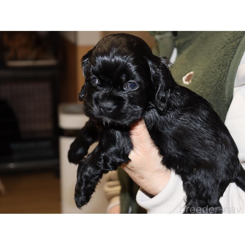 販売中の埼玉県のアメリカンコッカースパニエル-435059の4枚目