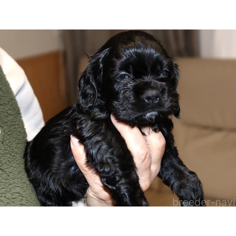 販売中の埼玉県のアメリカンコッカースパニエル-435059の3枚目