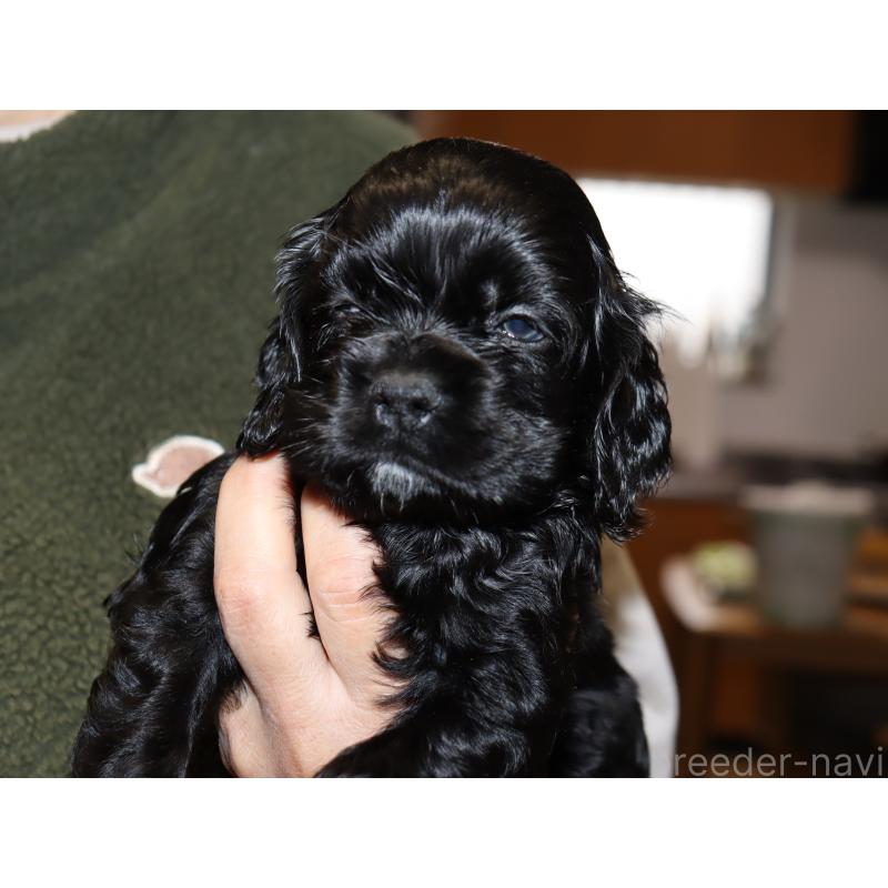 販売中の埼玉県のアメリカンコッカースパニエル-435059の2枚目