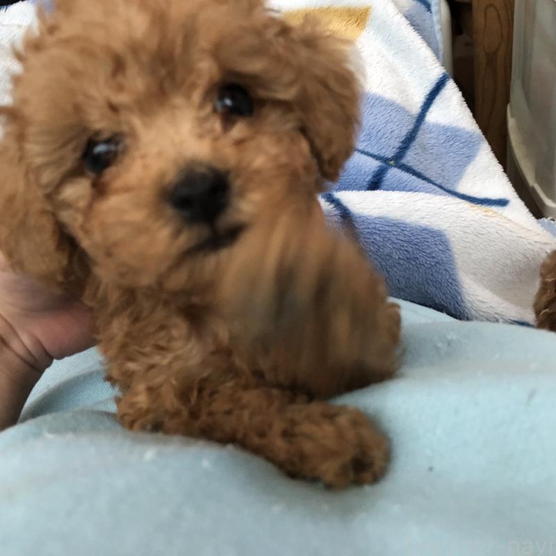 販売中の香川県のタイニープードル-434765の6枚目