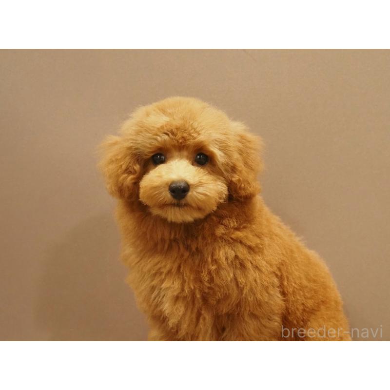 成約済の愛知県のトイプードル-431045の10枚目