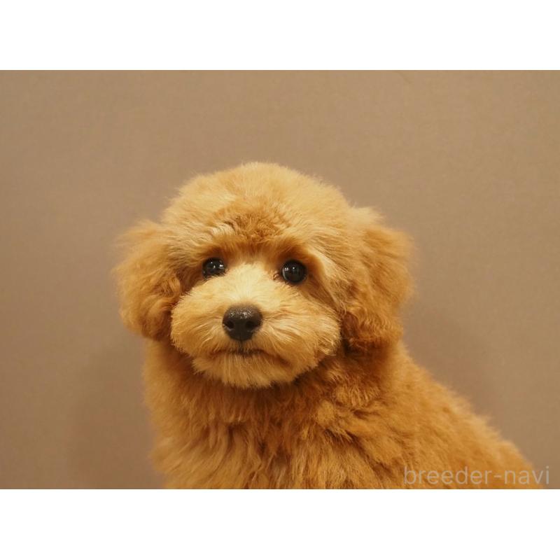 成約済の愛知県のトイプードル-431045の9枚目