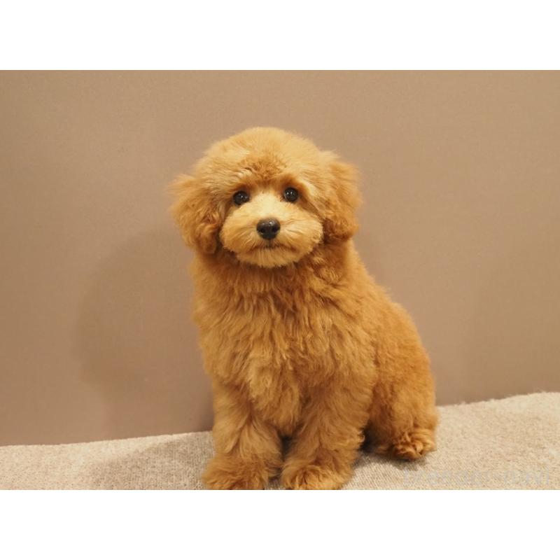 成約済の愛知県のトイプードル-431045の8枚目