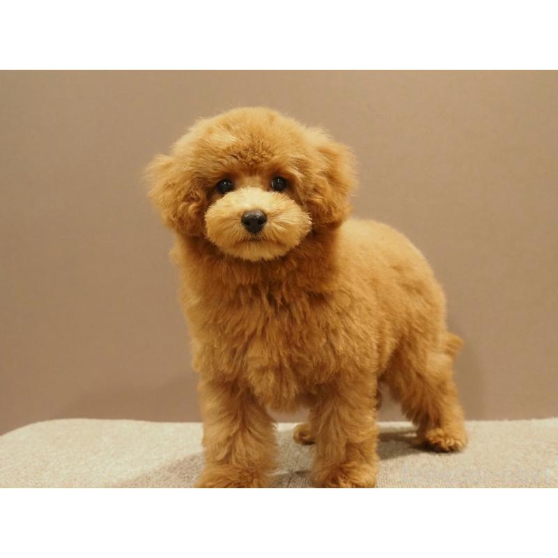 成約済の愛知県のトイプードル-431045の7枚目