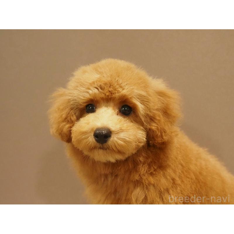 成約済の愛知県のトイプードル-431045の6枚目