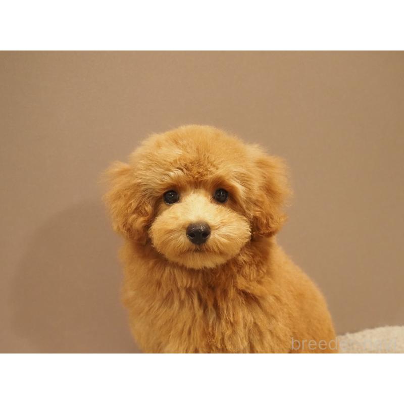 成約済の愛知県のトイプードル-431045の5枚目