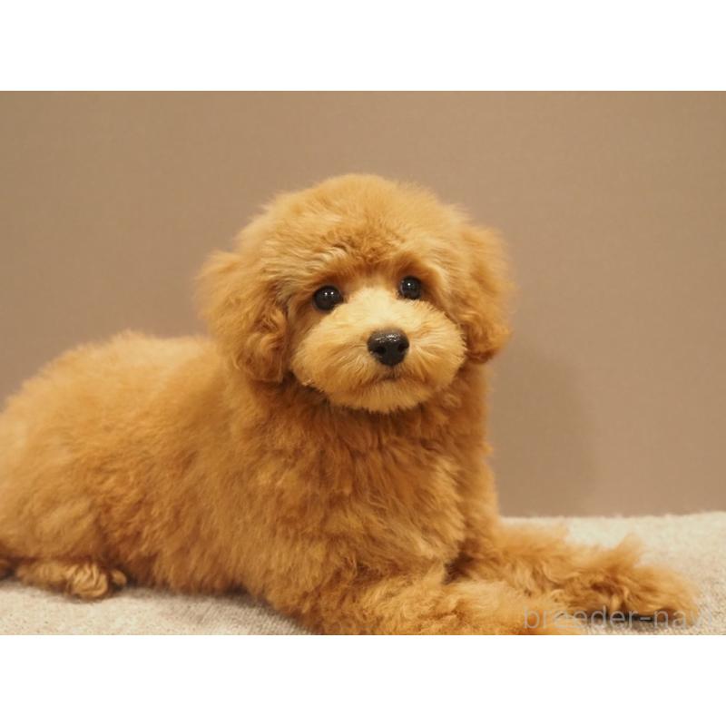 成約済の愛知県のトイプードル-431045の4枚目