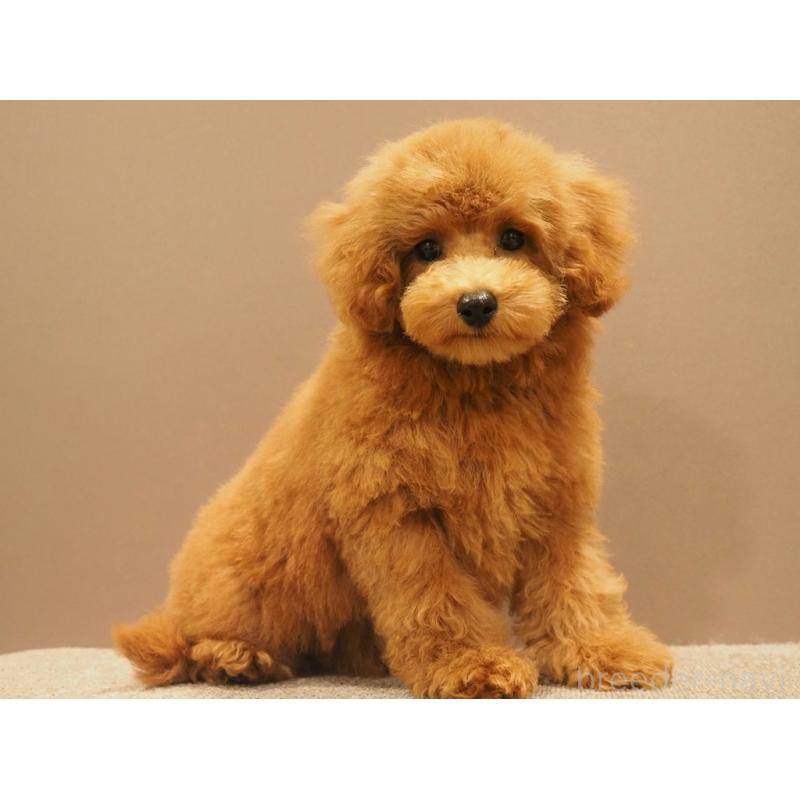 成約済の愛知県のトイプードル-431045の2枚目