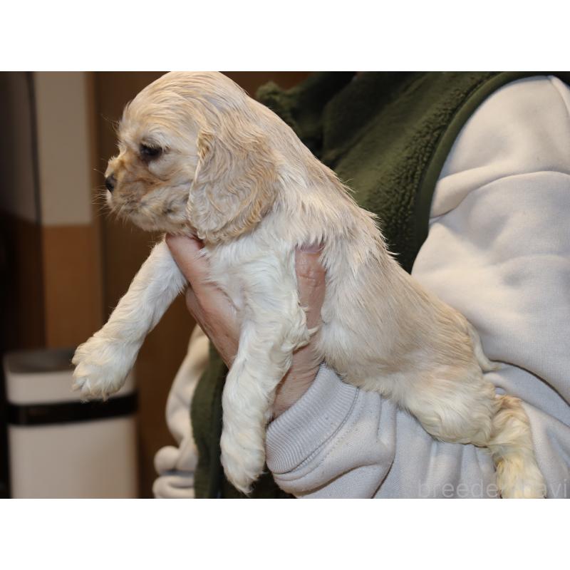 販売中の埼玉県のアメリカンコッカースパニエル-435060の5枚目