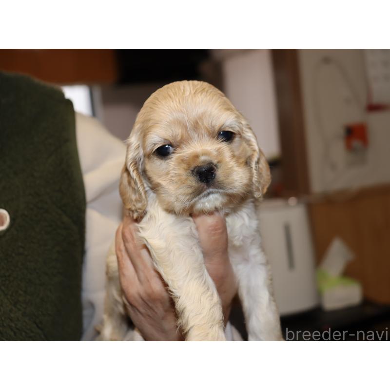 販売中の埼玉県のアメリカンコッカースパニエル-435060の4枚目