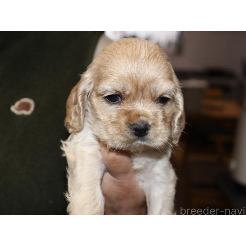 販売中の埼玉県のアメリカンコッカースパニエル-435060の2枚目