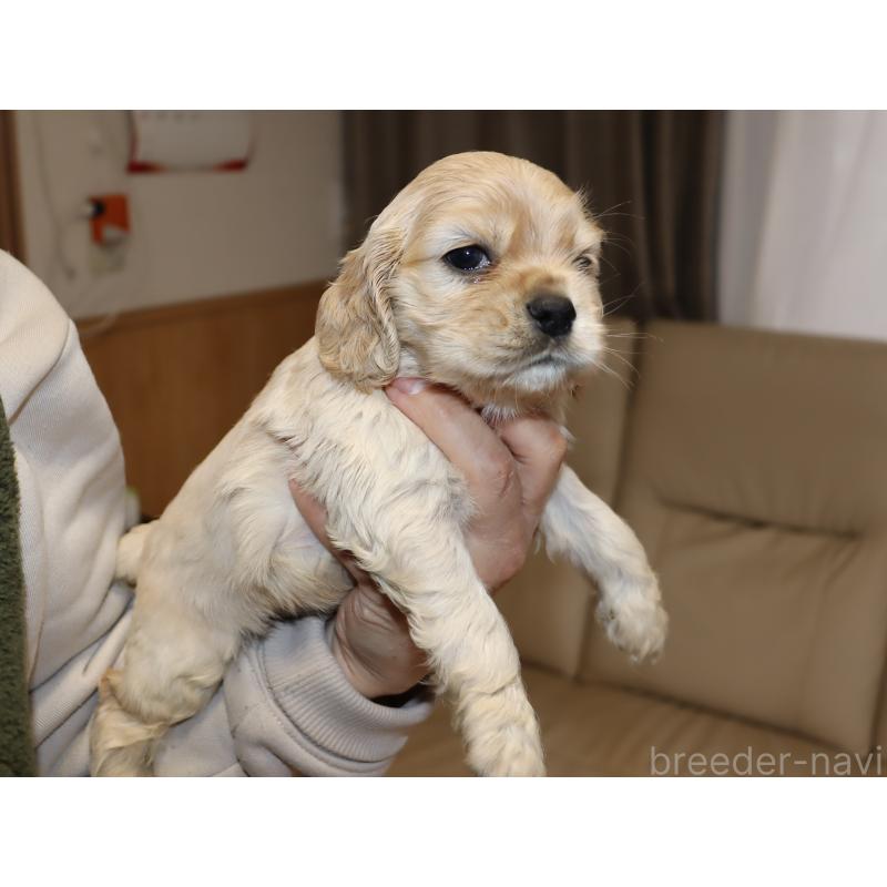 販売中の埼玉県のアメリカンコッカースパニエル-435061の4枚目