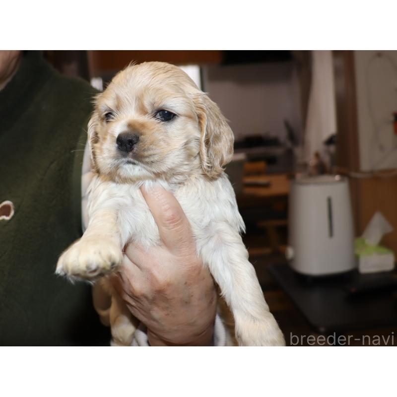 販売中の埼玉県のアメリカンコッカースパニエル-435062の4枚目