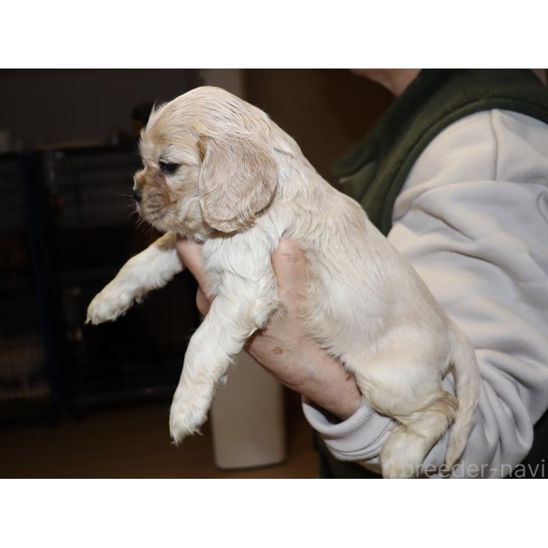 販売中の埼玉県のアメリカンコッカースパニエル-435062の2枚目