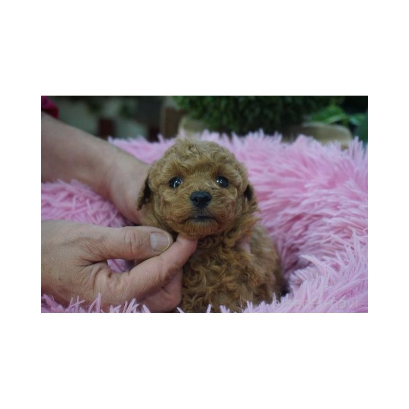 販売中の京都府のタイニープードル-435063の4枚目