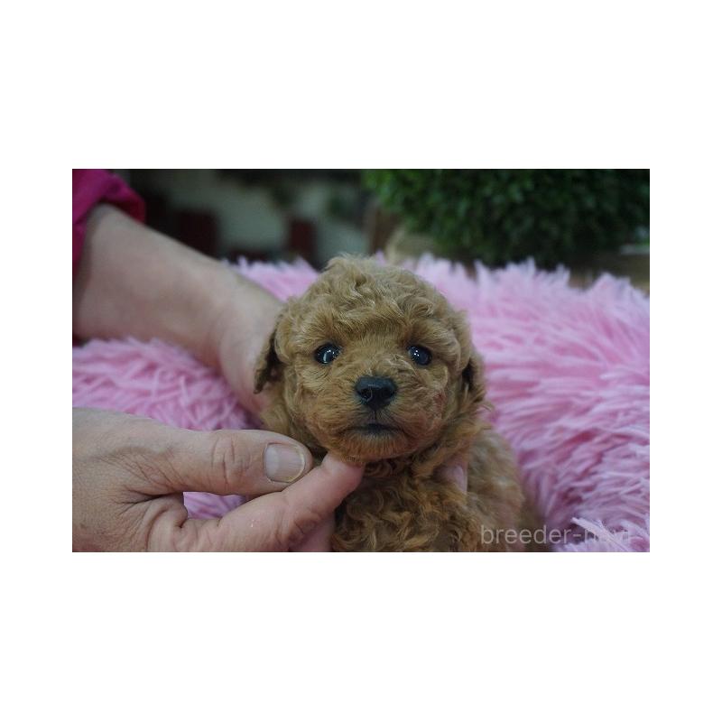 販売中の京都府のタイニープードル-435063の3枚目