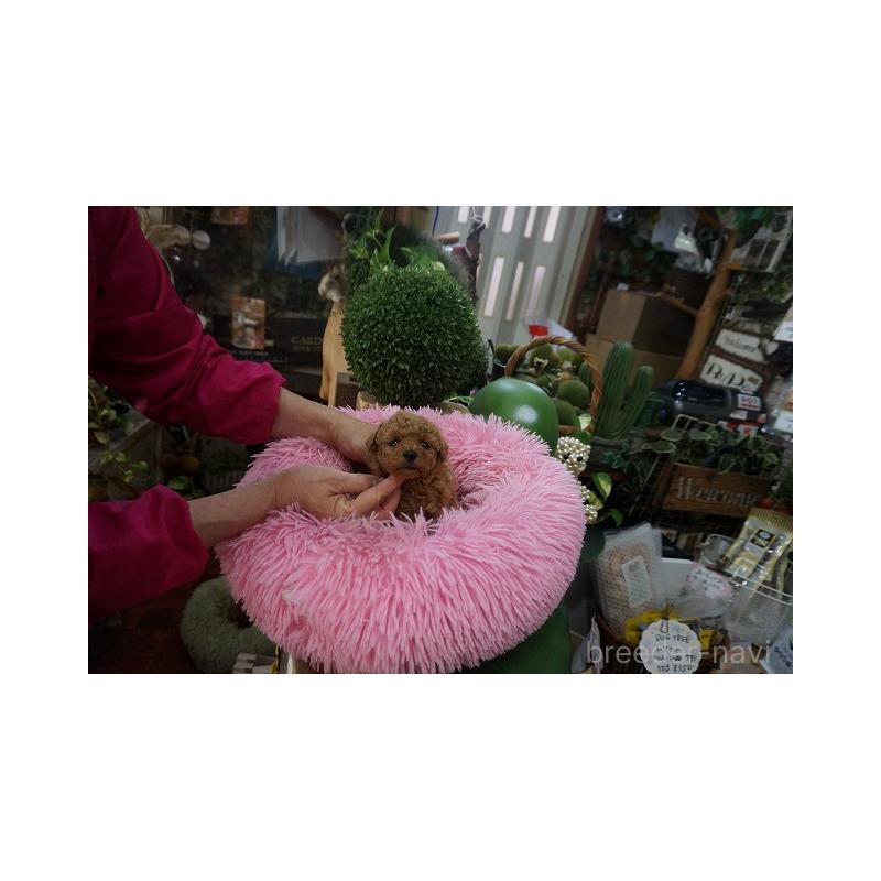 販売中の京都府のタイニープードル-435063の2枚目