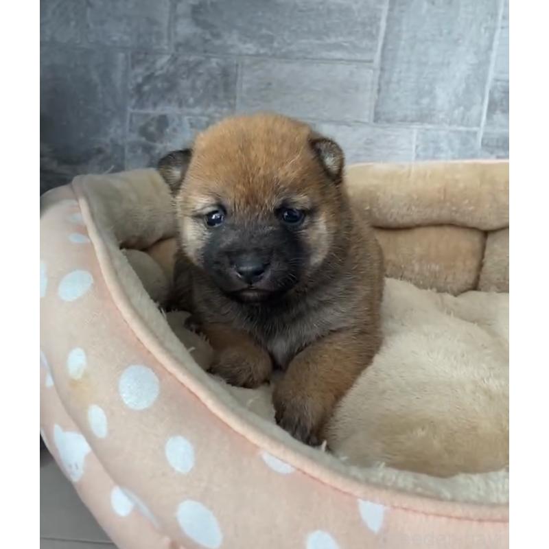 販売中の茨城県の豆柴-435064の6枚目