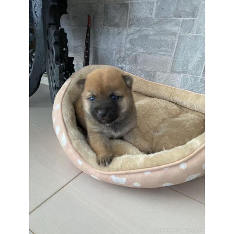 販売中の茨城県の豆柴-435064の5枚目