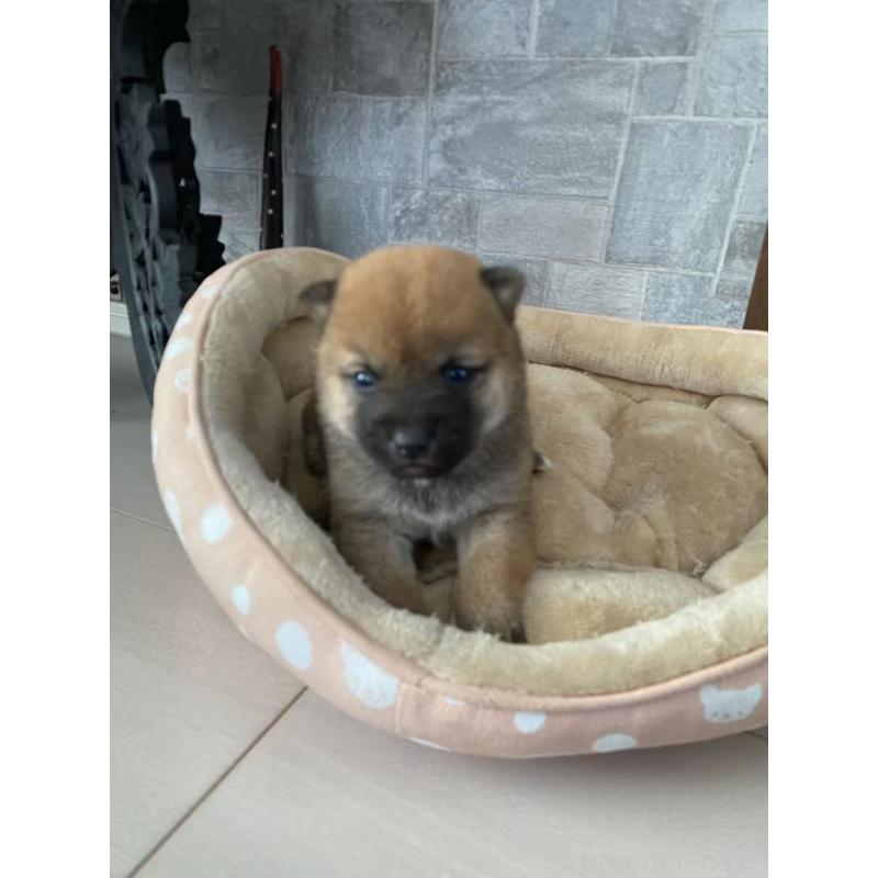 販売中の茨城県の豆柴-435064の4枚目