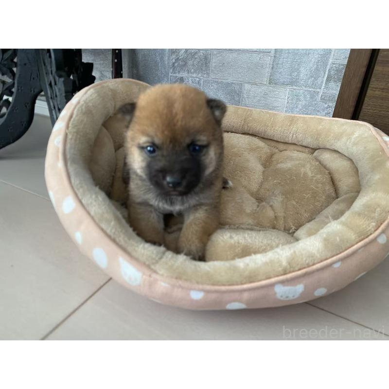 販売中の茨城県の豆柴-435064の3枚目