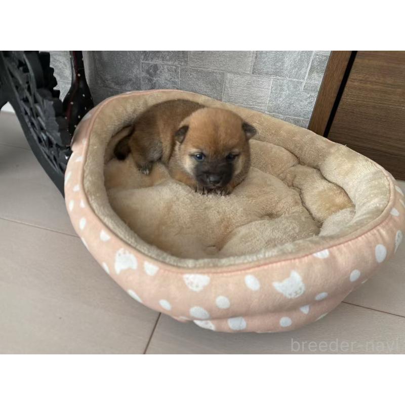 販売中の茨城県の豆柴-435064の2枚目