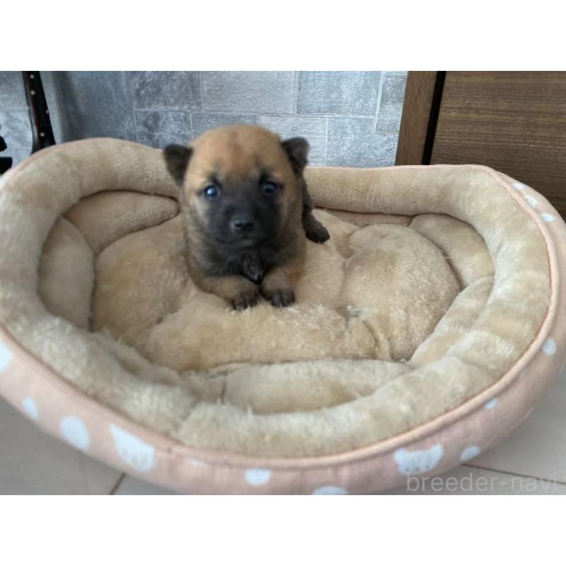 販売中の茨城県の豆柴-435066の6枚目