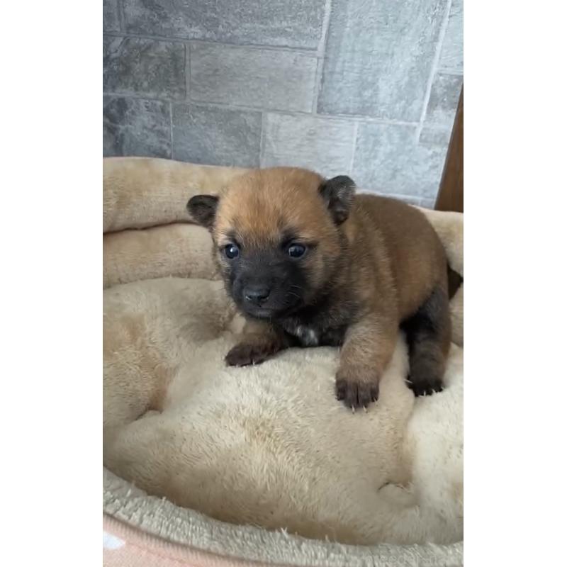 販売中の茨城県の豆柴-435066の5枚目