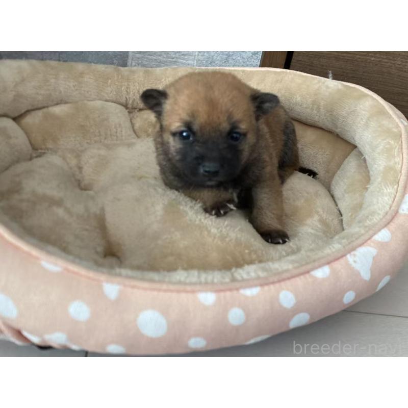 販売中の茨城県の豆柴-435066の4枚目