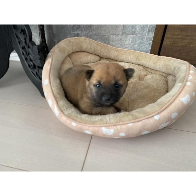 販売中の茨城県の豆柴-435066の3枚目