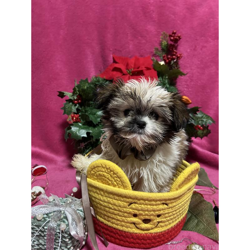 販売中の福岡県のミックス犬-429312の2枚目