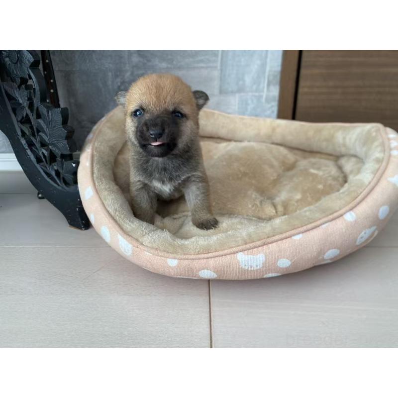 販売中の茨城県の豆柴-435067の9枚目