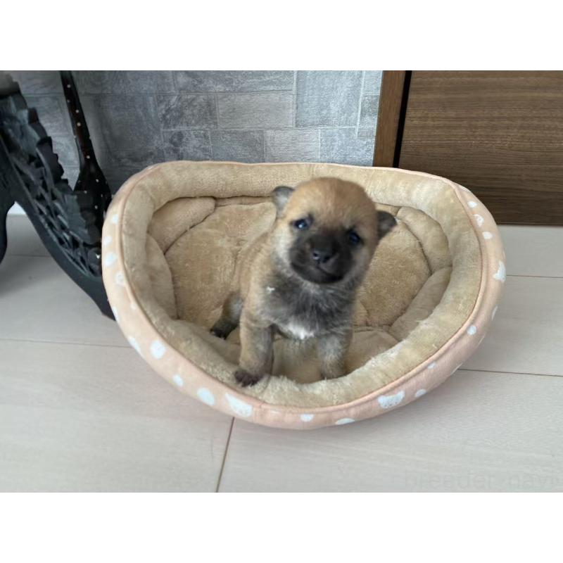 販売中の茨城県の豆柴-435067の7枚目