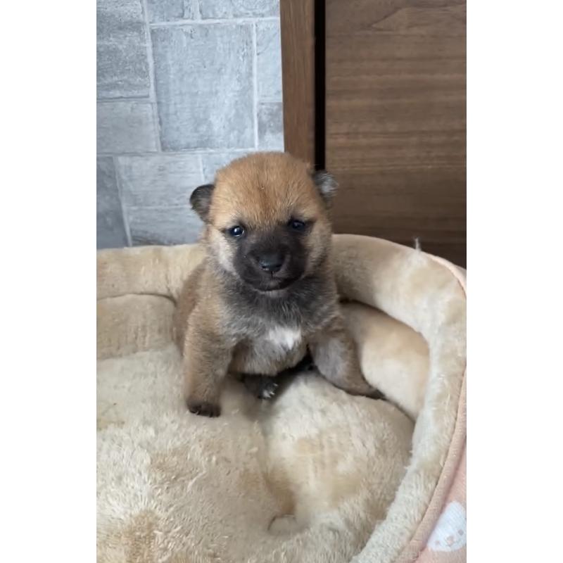 販売中の茨城県の豆柴-435067の6枚目